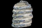 Partial Southern Mammoth Molar - Hungary #87546-2